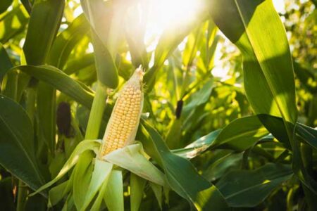Growing Corn from Sowing to Harvest Image